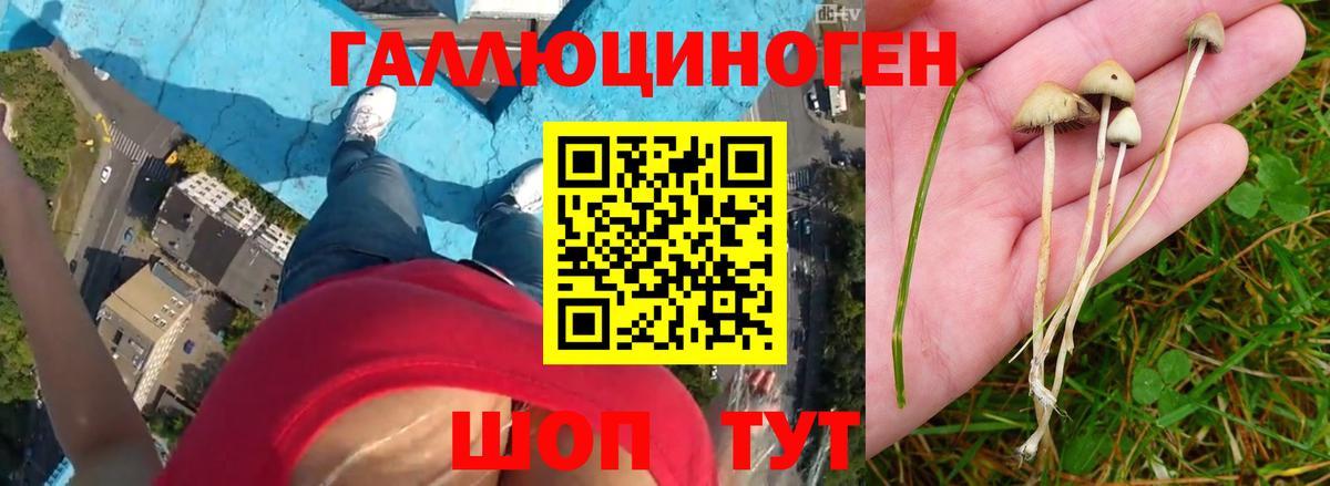 Псилоцибиновые грибы прущие грибы Лосино-Петровский